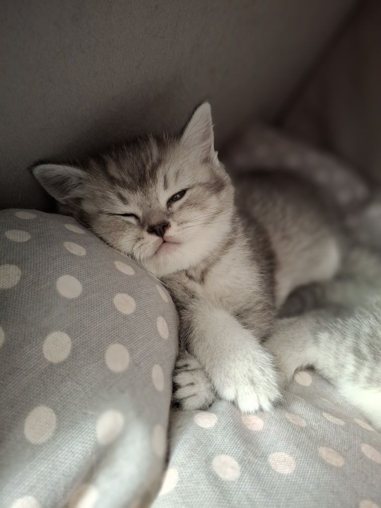 Шотландски котета