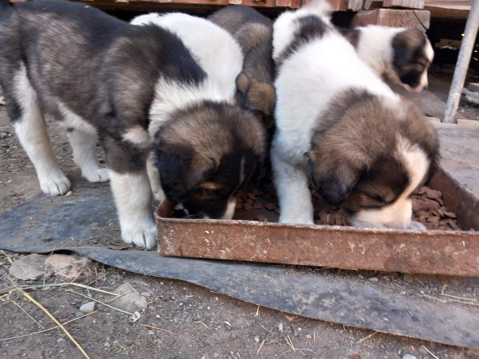 Catelusi rasa ciobanesc