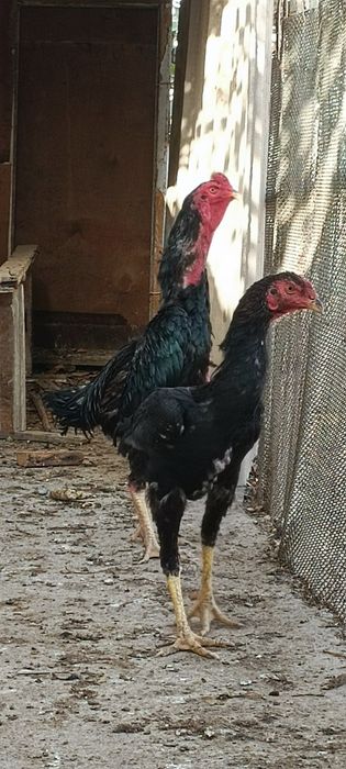 Ешига тулди туловда биринчи тулов немис гиррачи