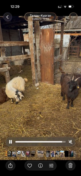 1 туған жас Ешкілер сатылады, және лақтар