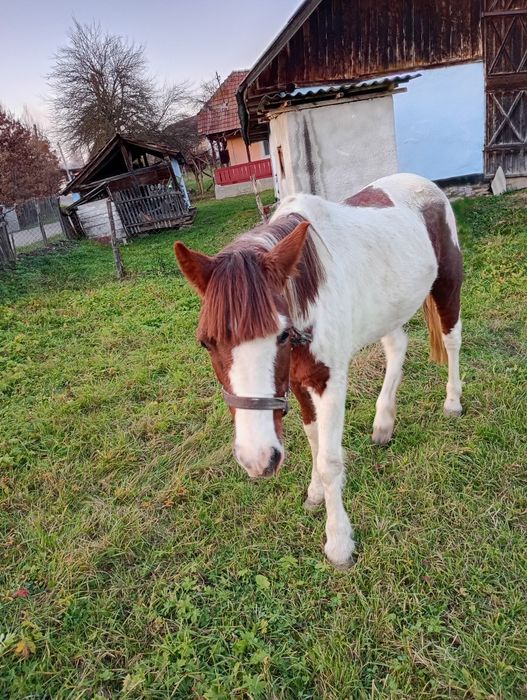 Vând iapă Pinto foarte blândă 6 ani