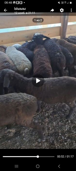 quylar sotiladi jami 55 ta