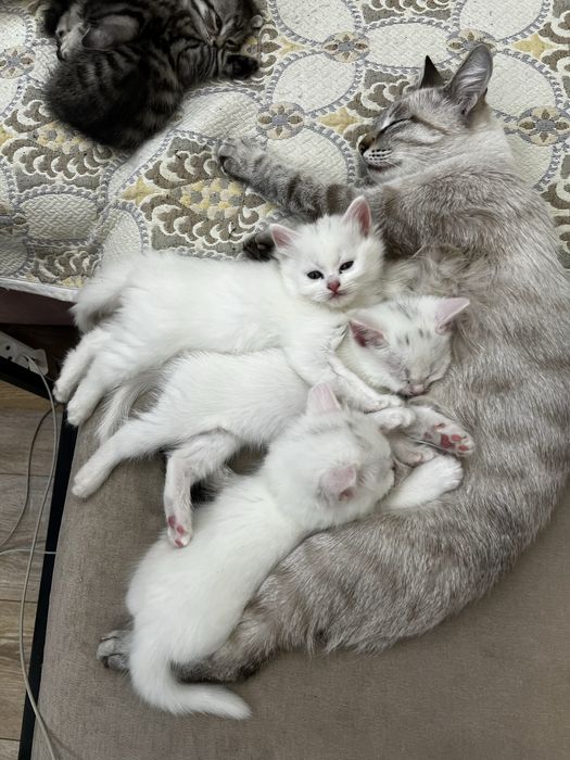 Продаётся. Пожалуйста ознакомтесь с информации.