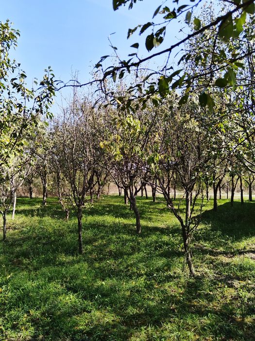 Casă de vânzare.