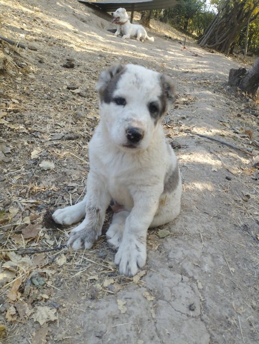 Alabay 3 oylik erkak va urgʻochi