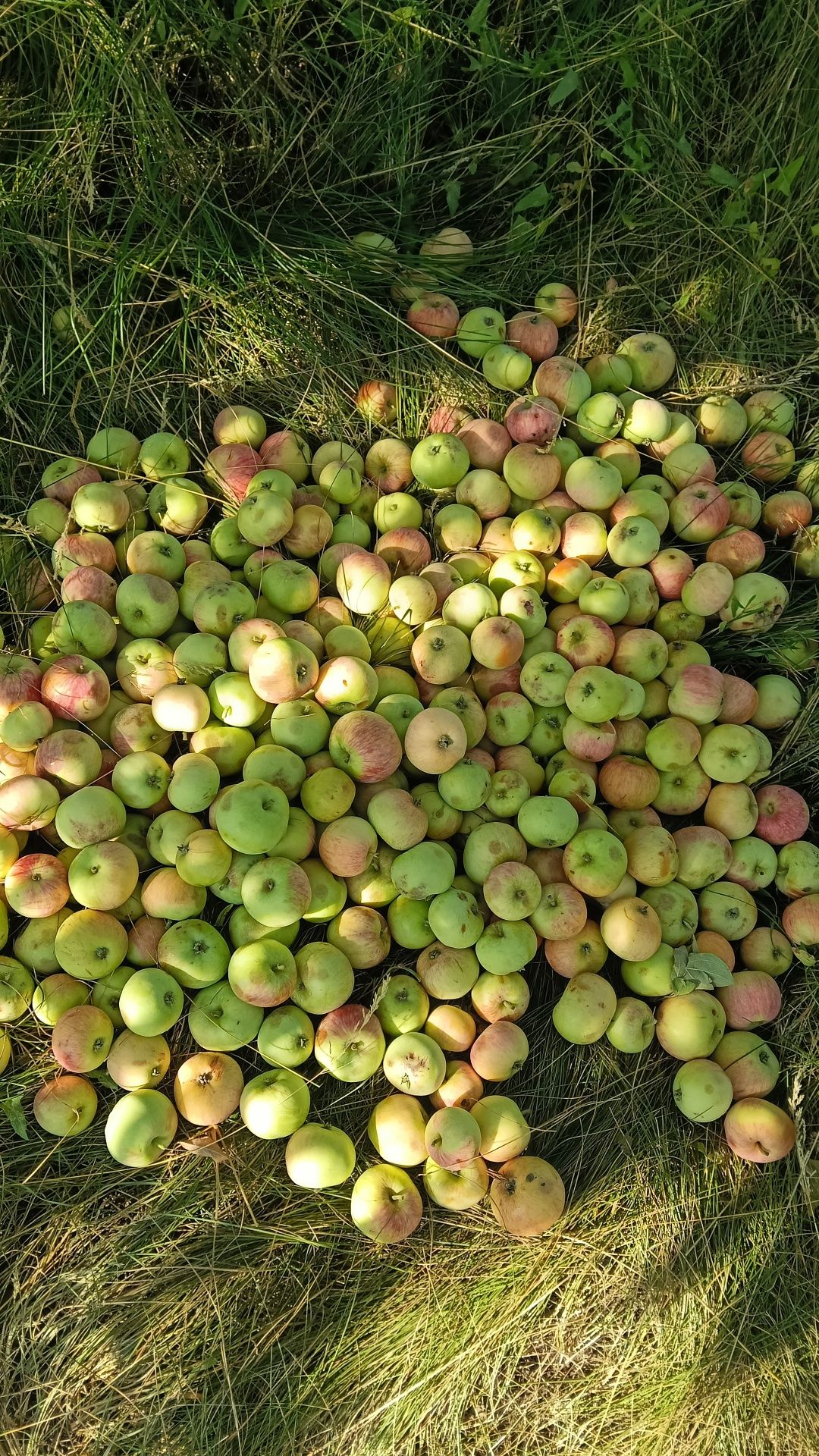 Продам яблоки,падалицу.