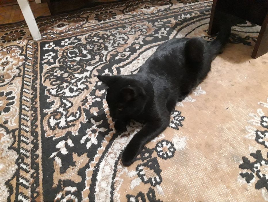 отдаю котенка срочно