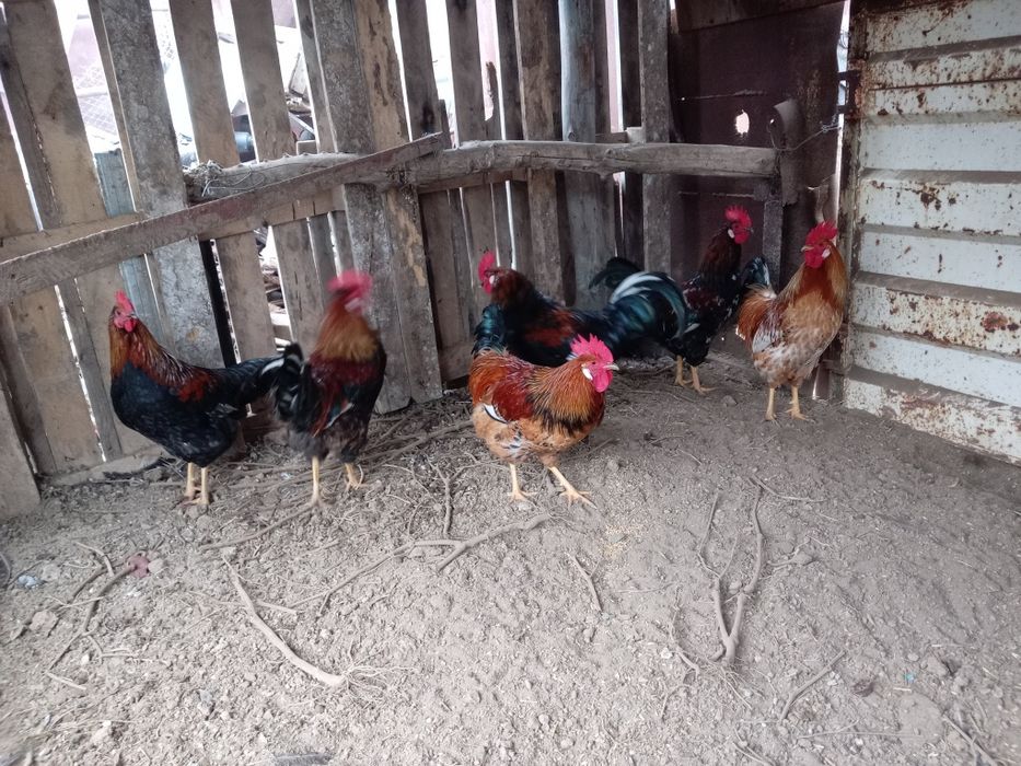 Продам Петухи молодые