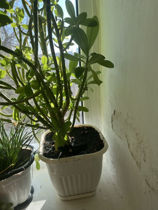 Продам комнатные растения для доома и офиса 1 шт 5000 тг