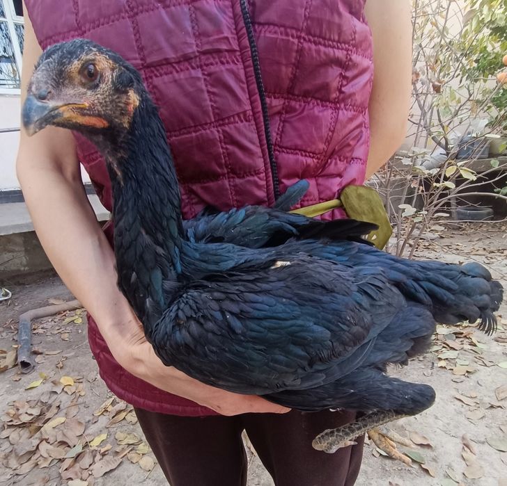 Кулянги Товуклар