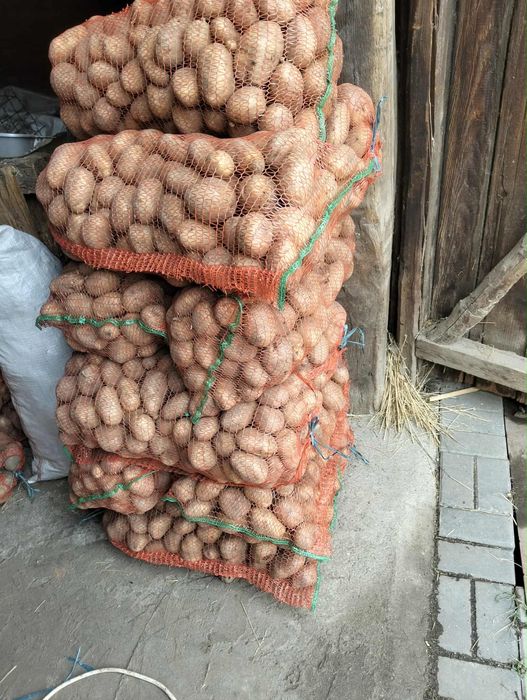 Cartofi albi de consum