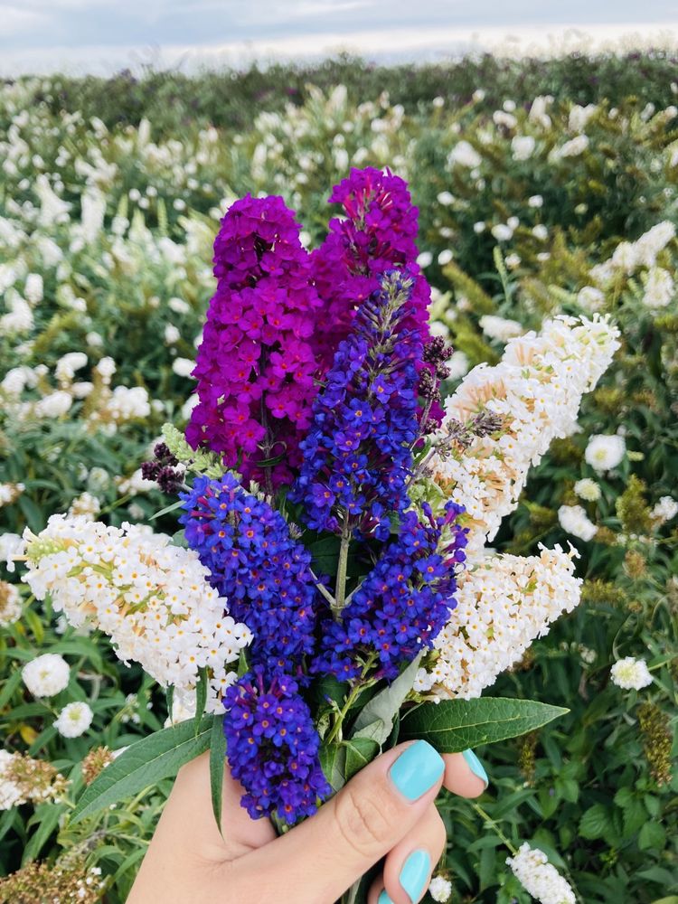 Liliacul de vara - Buddleja Davidii - Arbust ornamental