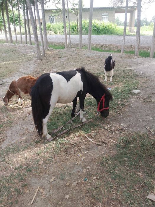 Poni ot moda aqili