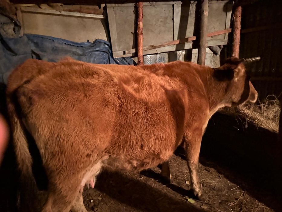 Продам каров разны проды Бычков телки на мясо