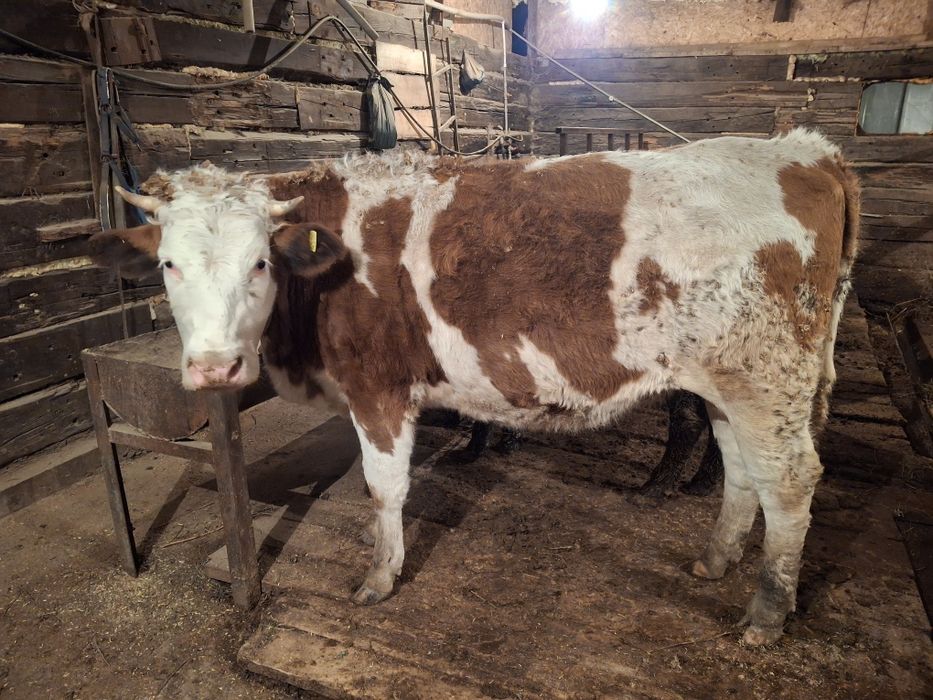 Продам телка 1.7 порода симментал можно держать можно на согым