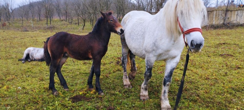 Vând mânji din cai grei