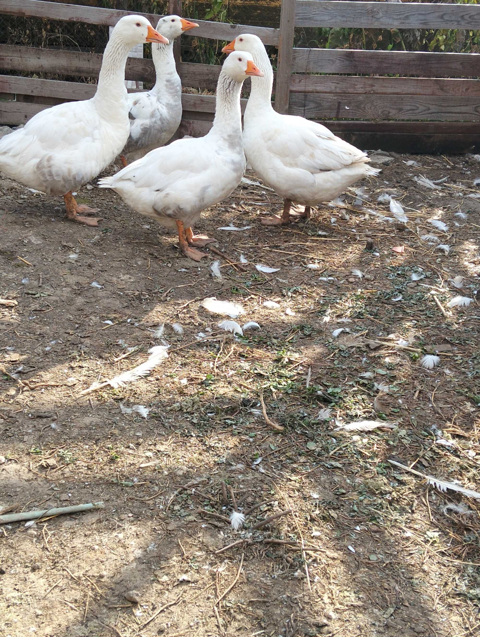 Gâște de vanzare