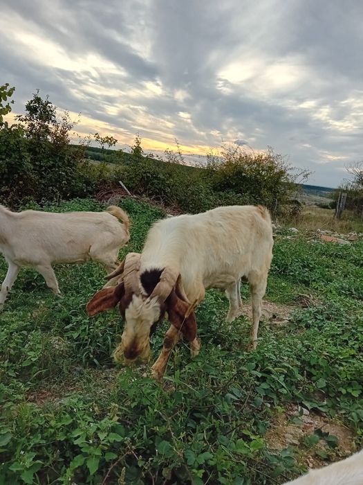 Vand țap Boieru original