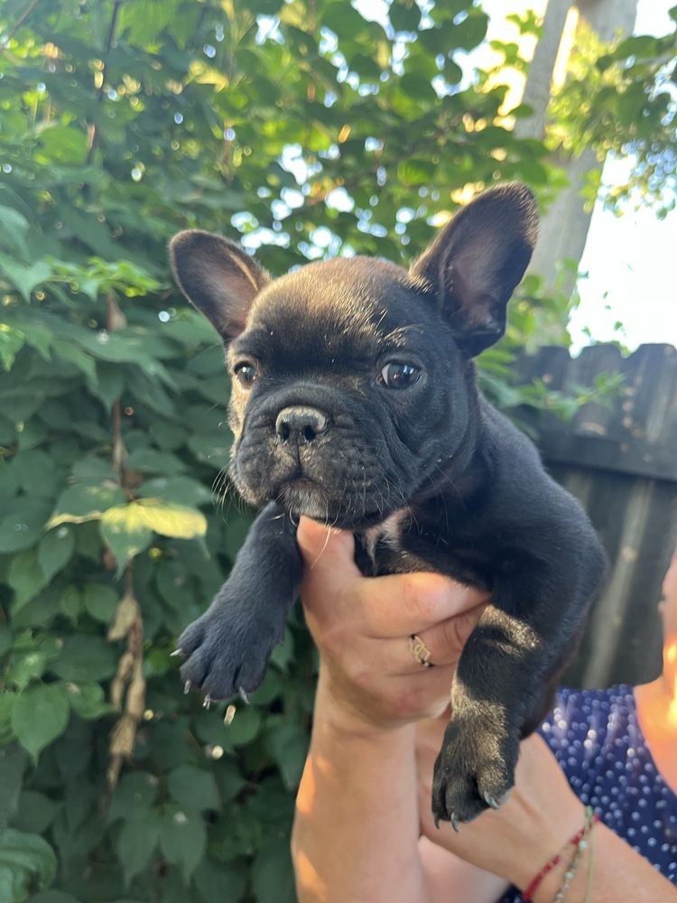 Bulldog francez