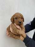 Fetita pudel caniche