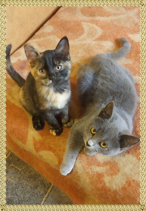 Котята от кошки мышеловки в хорошие руки