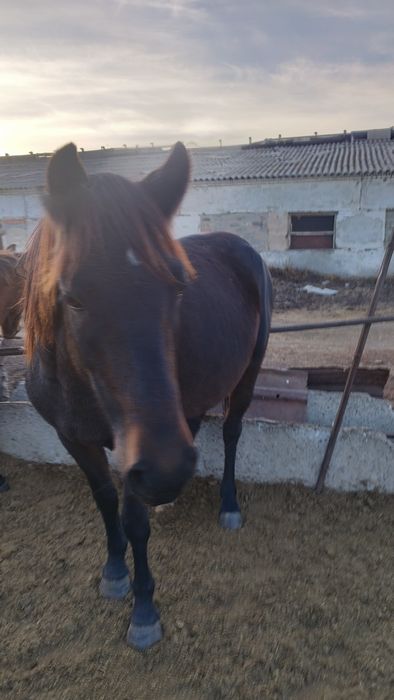 Продам кобылу 5 лет, находится в с.Тохтарово