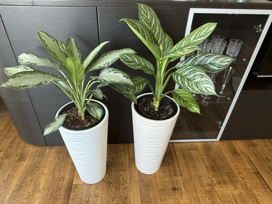 Цветы напольные по 25000 тенге