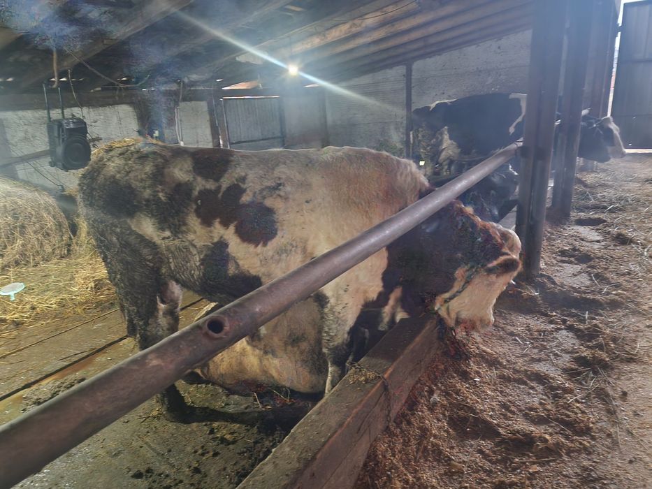 Vand taur cu origine