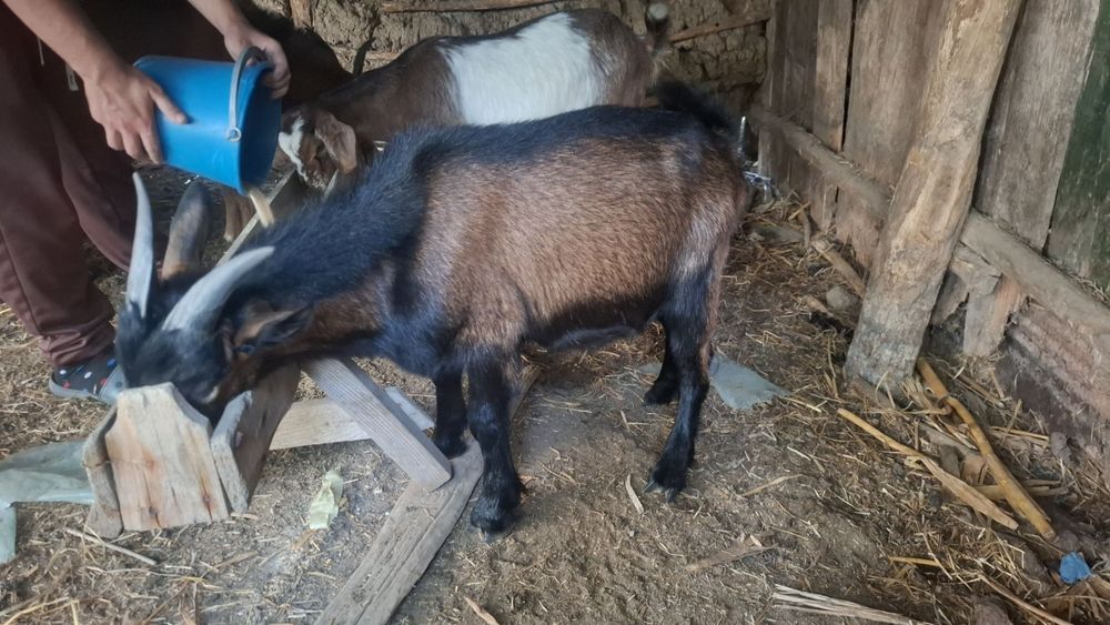 Vând țap alpin francez