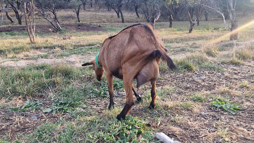 5 Capre Alpin Francez cu origine, montate, foarte bune de lapte