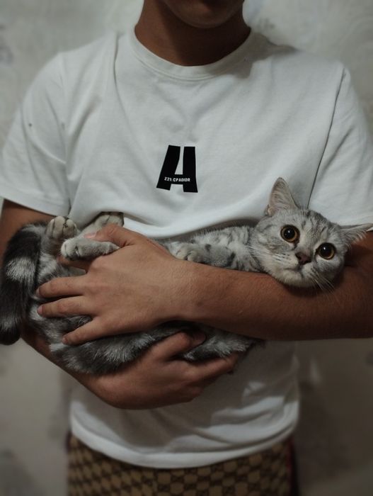 Shinshila Fold 2Ta Mushuk Sotiladi Kelishamz