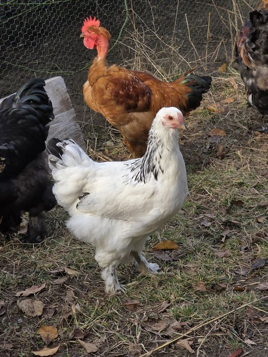 Gaini si cocosi brahma tineret predare personala Petrachioaia sau Buc.