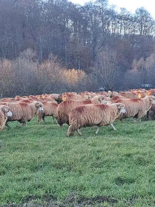 Oi de vânzare din fermă proprie