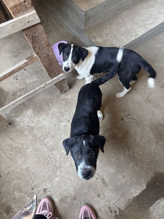 Срочно пристраиваются щенки