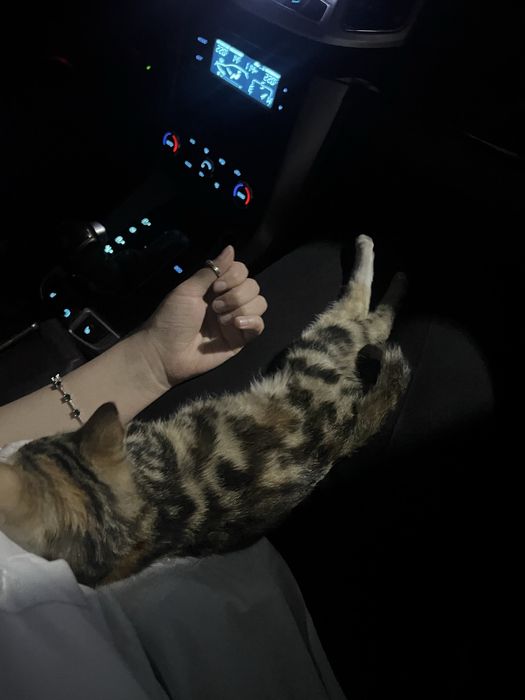 Котенок 3 месяца