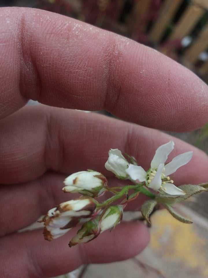 Амеланхиер  -Amelanchier