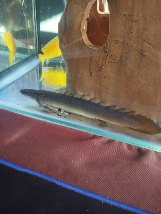 Продаю два аквариума с рыбами 200 л аквариум