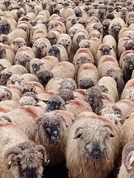 Oi reforme de vânzare