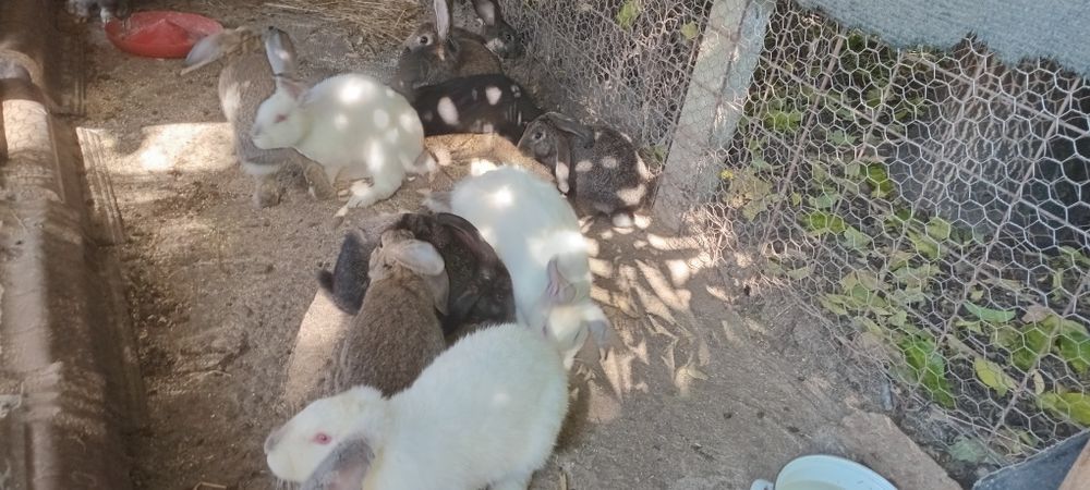 Vând iepuri mari si mici