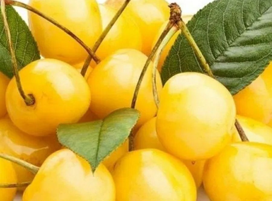 Cires Amar Imperial Galben