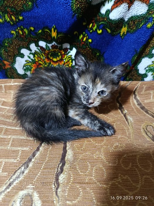 Котята в хорошие руки