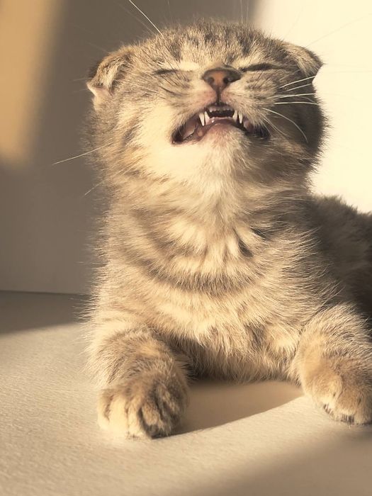 Котенки скотш + британский