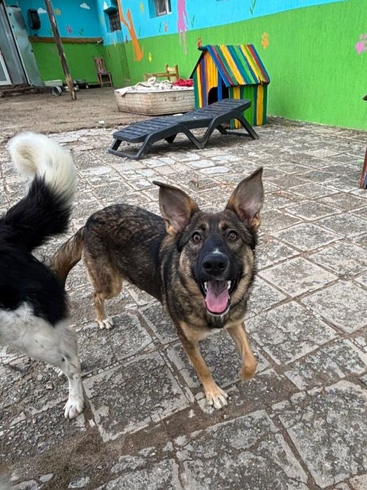 Белгийска овчарка микс