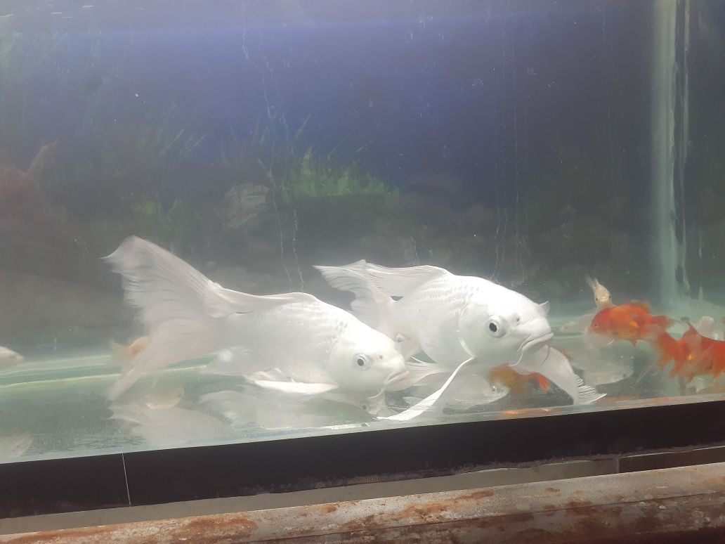 Akvarum baliqlari bilan