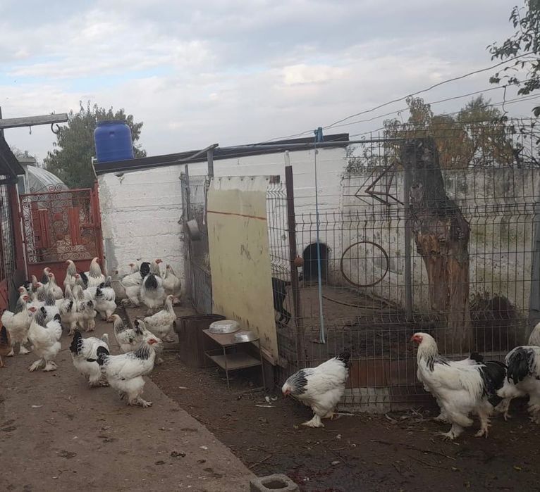 Brahma herminat deschis