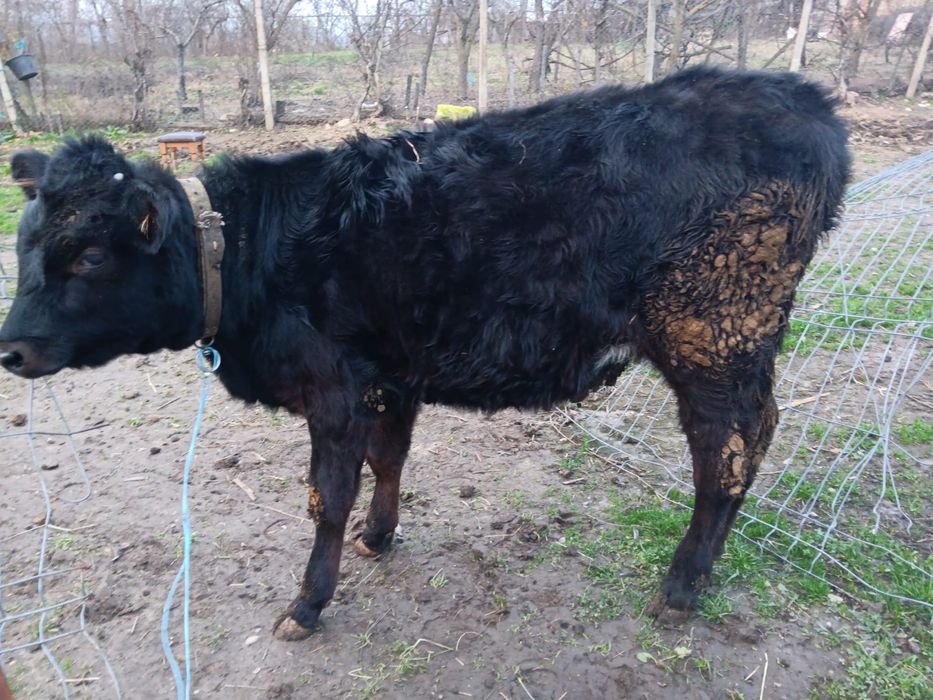 Vand vitea . . . . .