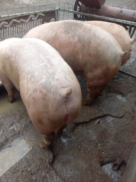 Viței Belgieni de calitate