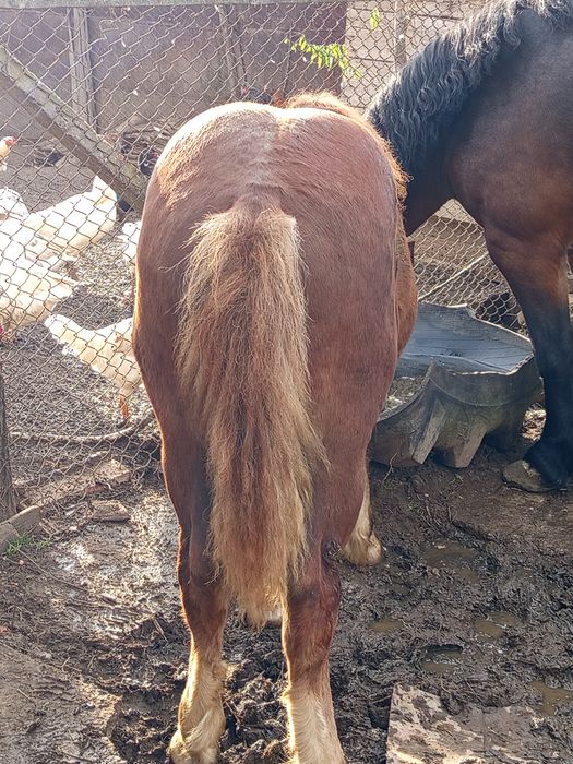 Manz de 6luni de vanzare