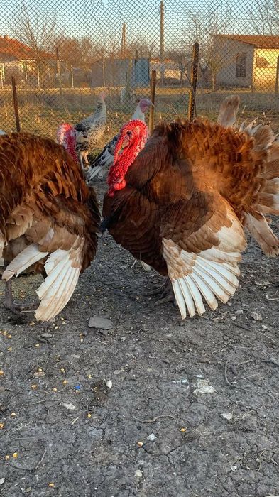 Пуйки  Пуяци за празниците