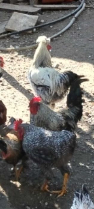 Cocoșii de vânzare .